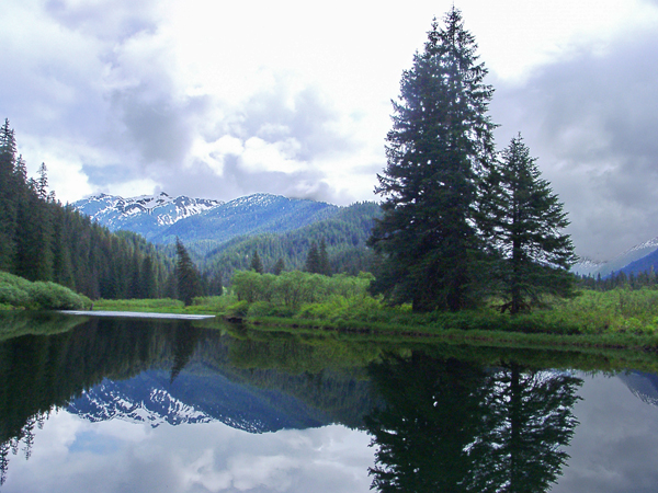 Sitka Spruce Tree